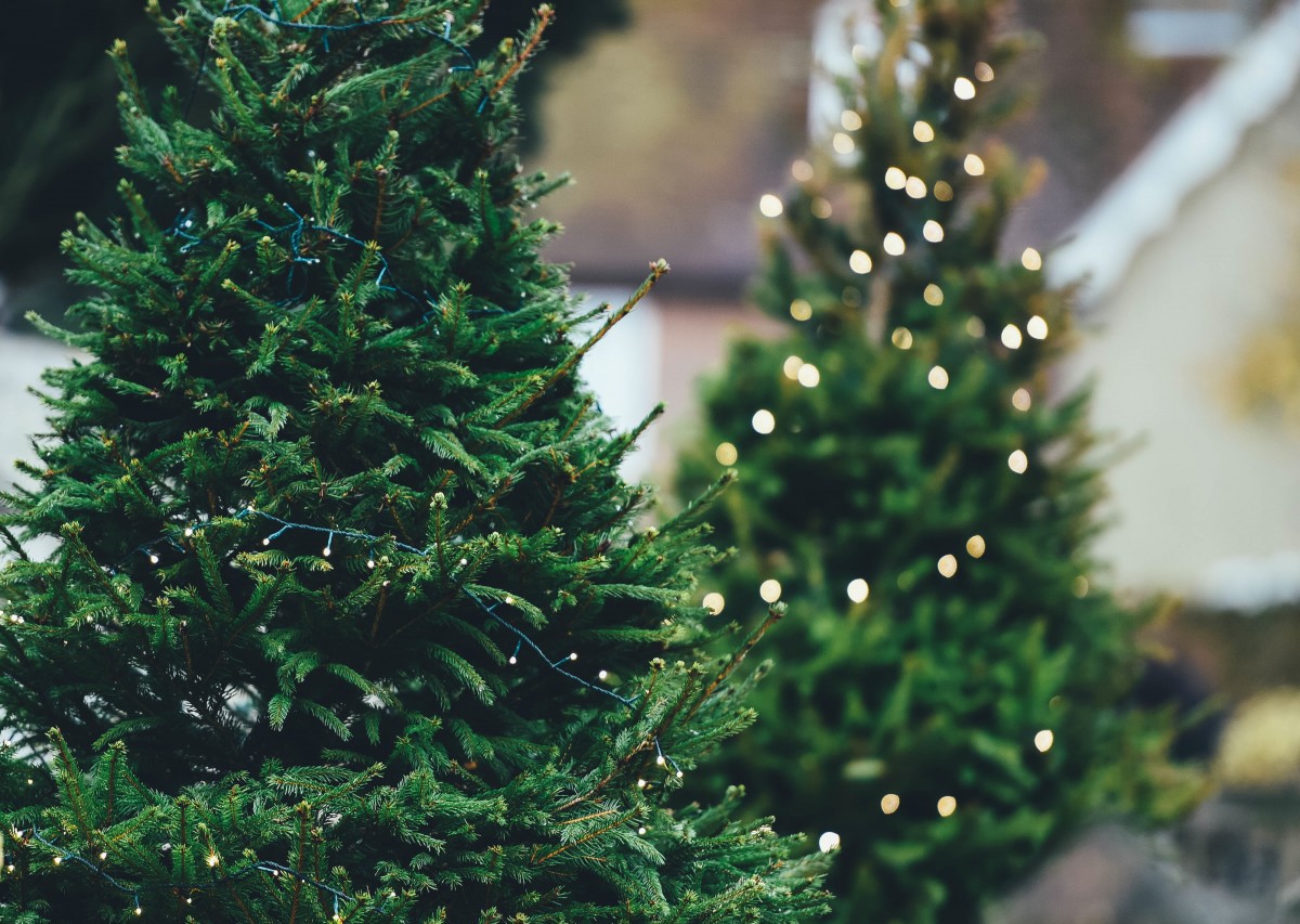 Ramassage des sapins de Noël