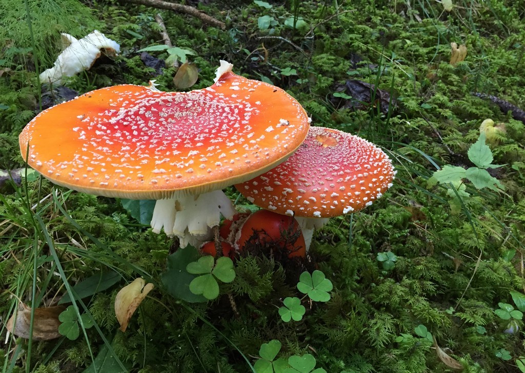 Contrôle des champignons