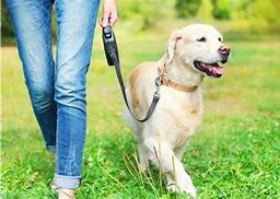 Obligation de tenir les chiens en laisse en forêt