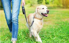 Obligation de tenir les chiens en laisse en forêt