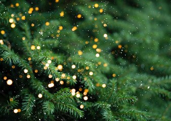 Vente de sapins de Noël 