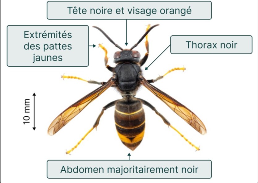 Frelon asiatique à pattes jaunes 