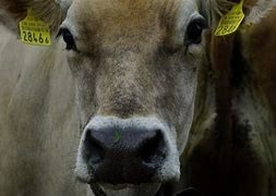Aux agriculteurs et détenteurs d'animaux